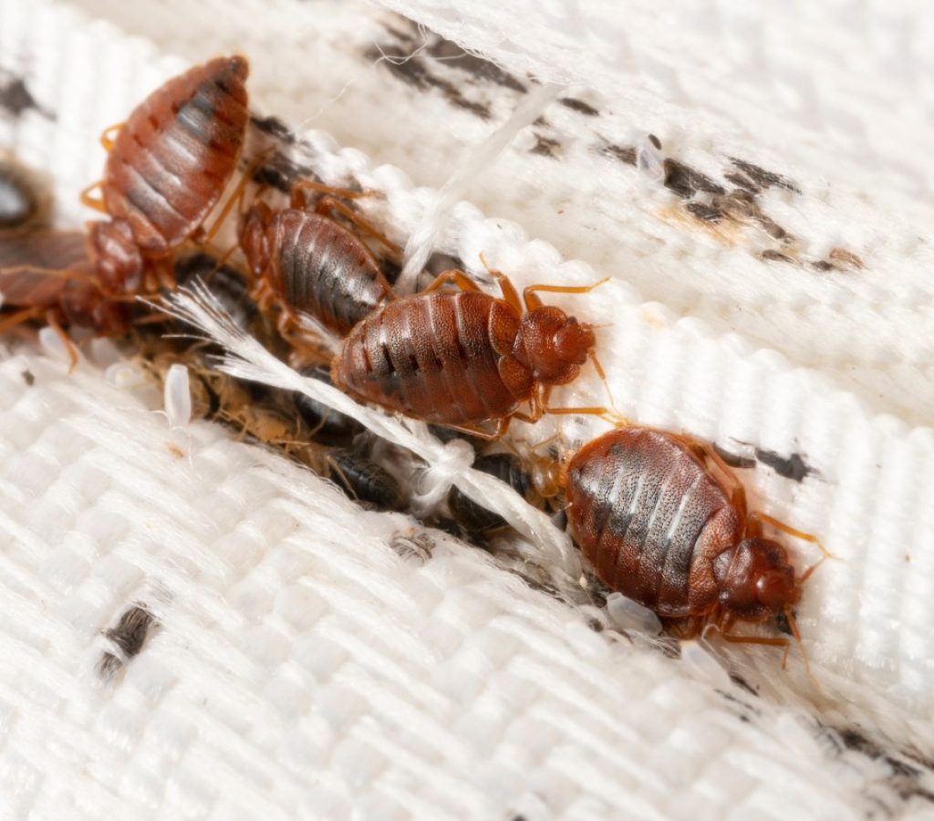 pest-bed-bugs